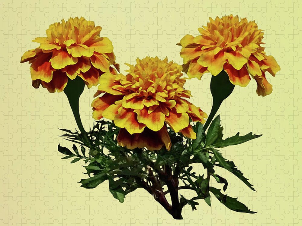 Marigolds Jigsaw Puzzle featuring the photograph Three Marigolds by Susan Savad