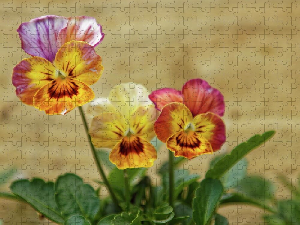 Viola Jigsaw Puzzle featuring the photograph Three Viola Flowers by Jeff Townsend