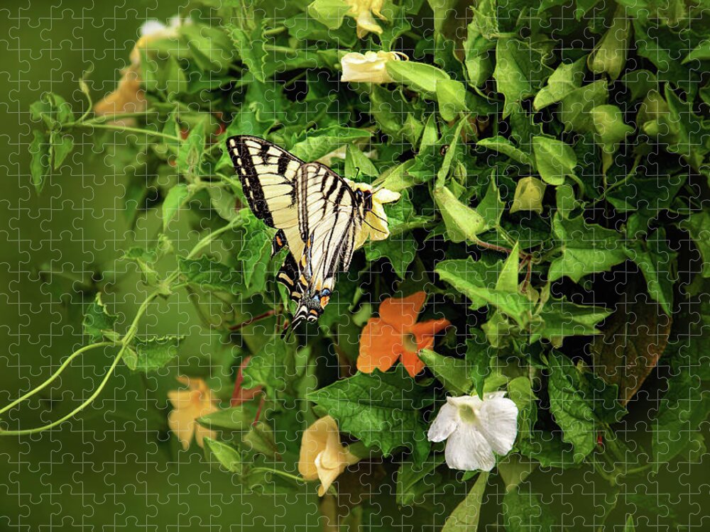 Butterfly Photography Jigsaw Puzzle featuring the photograph Tiger Swallowtail Butterfly Photograph by Gwen Gibson