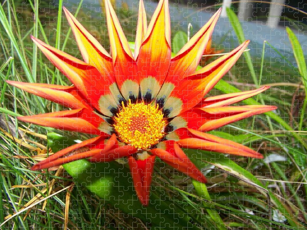 Tiny Jigsaw Puzzle featuring the photograph Tiny Orange Beauty Spring Flower highlighted by the sun hidden in the grass by Lightsong Wolters