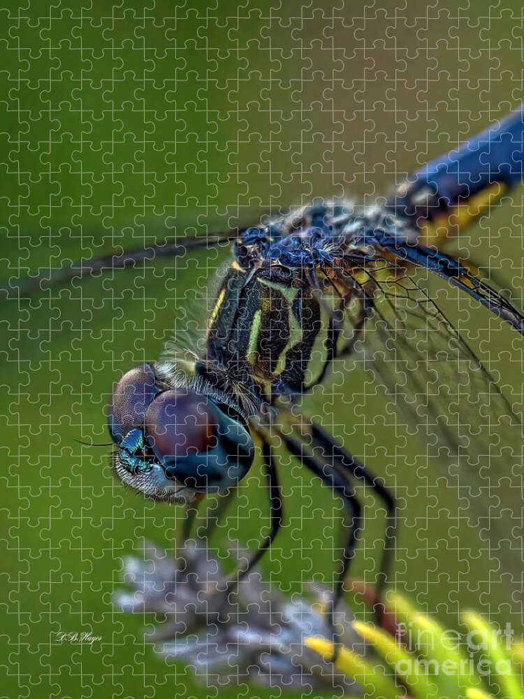 Insects Jigsaw Puzzle featuring the photograph Tiny World 2 by DB Hayes