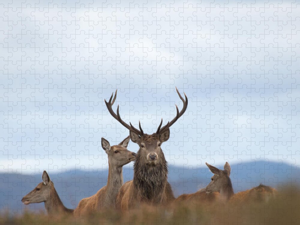 Red Deer Stag Jigsaw Puzzle featuring the photograph To the Victor, the Spoils by Gavin MacRae