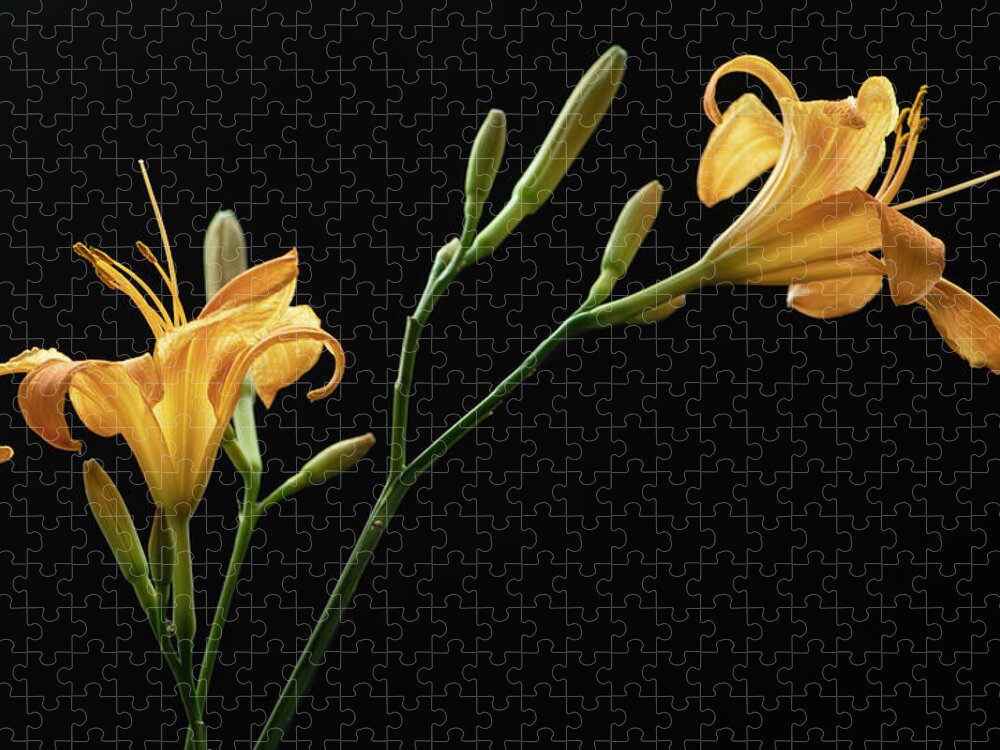 Daylily Jigsaw Puzzle featuring the photograph Together for Today by Maggie Terlecki