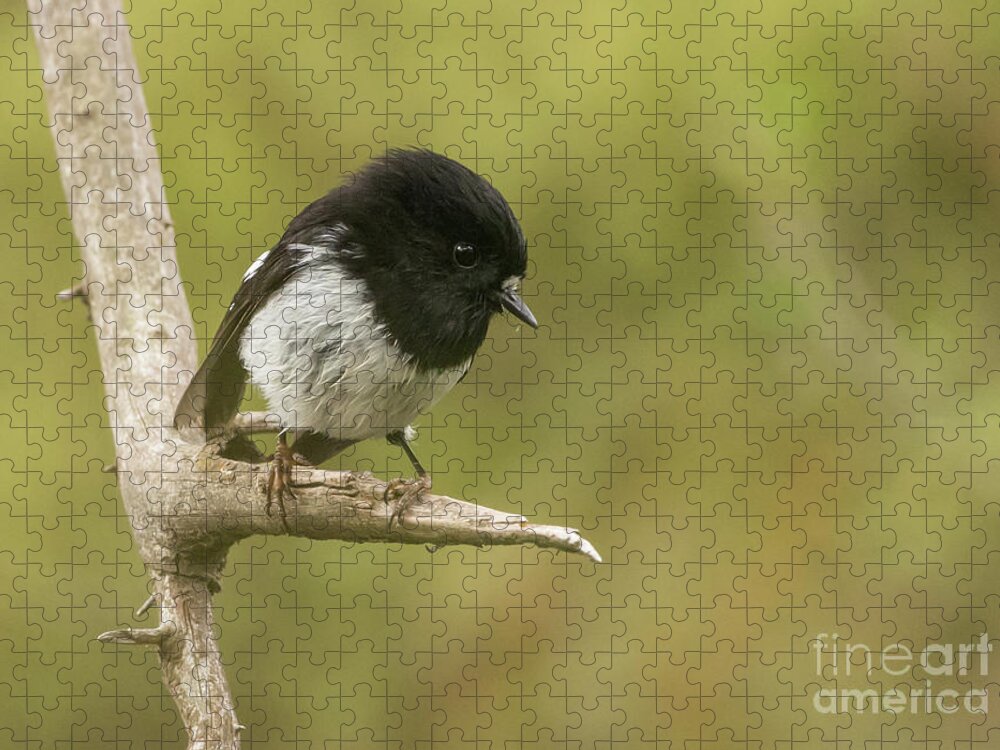 Tomtit Jigsaw Puzzle featuring the photograph Tomtit by Eva Lechner