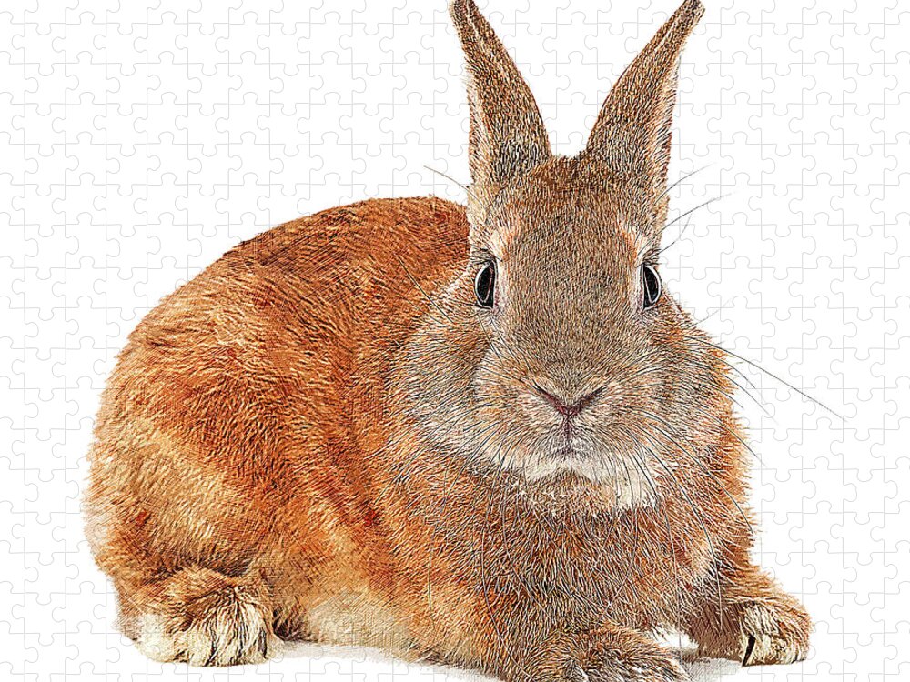 Rabbit Jigsaw Puzzle featuring the painting Too Cute, European Rabbit by Custom Pet Portrait Art Studio