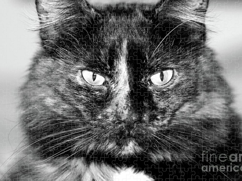 Cat; Torti; Tortoiseshell; Torti Cat; Tortoiseshell Cat; Stare; Eyes; Attitude; Catitude; Tortitude; Black And White; Photography; Macro; Close-up; Portrait; Horizontal Jigsaw Puzzle featuring the photograph Tortitude in Black and White by Tina Uihlein