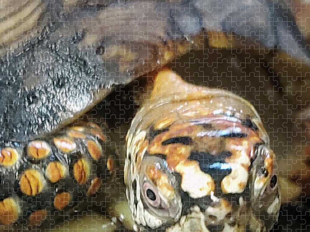 Tortoise Jigsaw Puzzle featuring the photograph Tortoise by Lois Tomaszewski