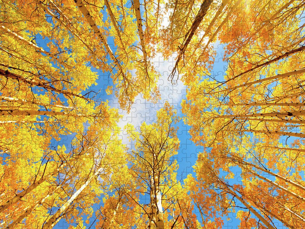 Aspens Jigsaw Puzzle featuring the photograph Towering Aspens by Darren White