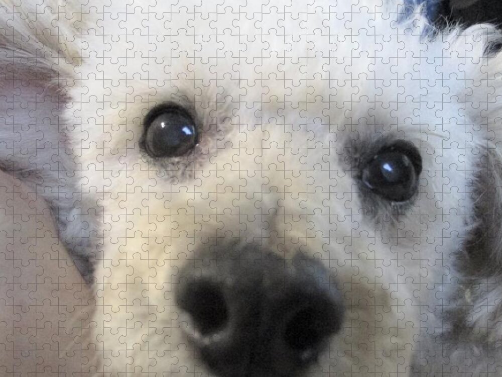 Toy Poodle Poems Jigsaw Puzzle featuring the photograph Toy Poodle Poems by Lynn Raizel Lane