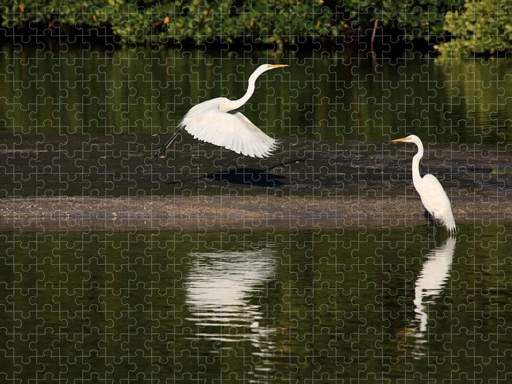 Great Egret Jigsaw Puzzle featuring the photograph Tranquil Scenery 1 by Mingming Jiang