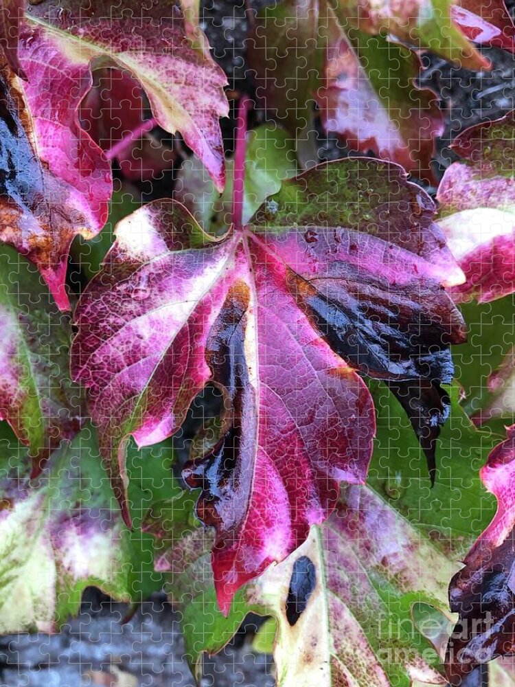 Leaf Jigsaw Puzzle featuring the photograph Transformation by Tina Marie