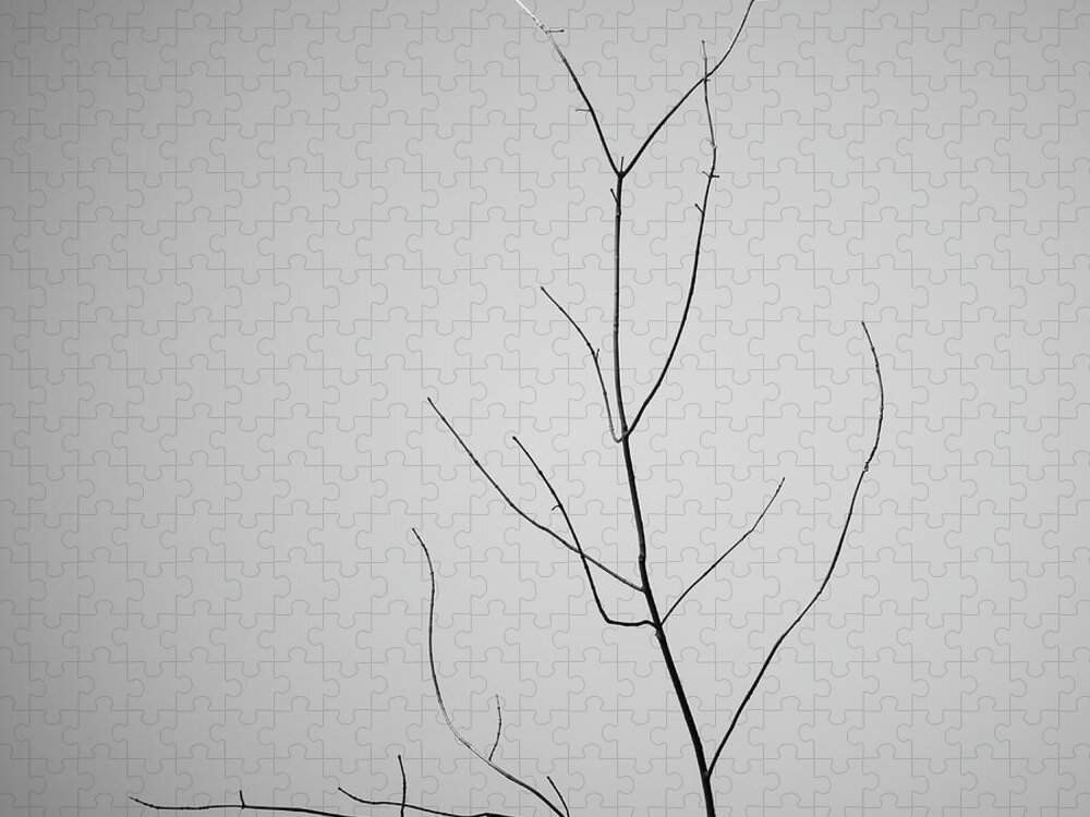 Abstract Jigsaw Puzzle featuring the photograph Tree Branches IV BW by David Gordon