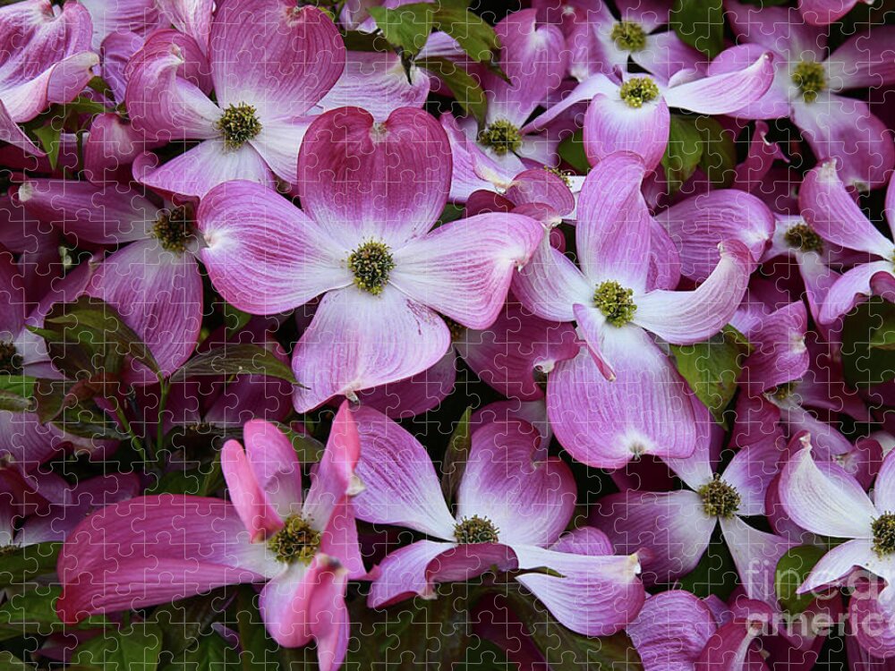 Pink Dogwood Jigsaw Puzzle featuring the photograph Tree Flowers - Pink Dogwood by Scott Cameron