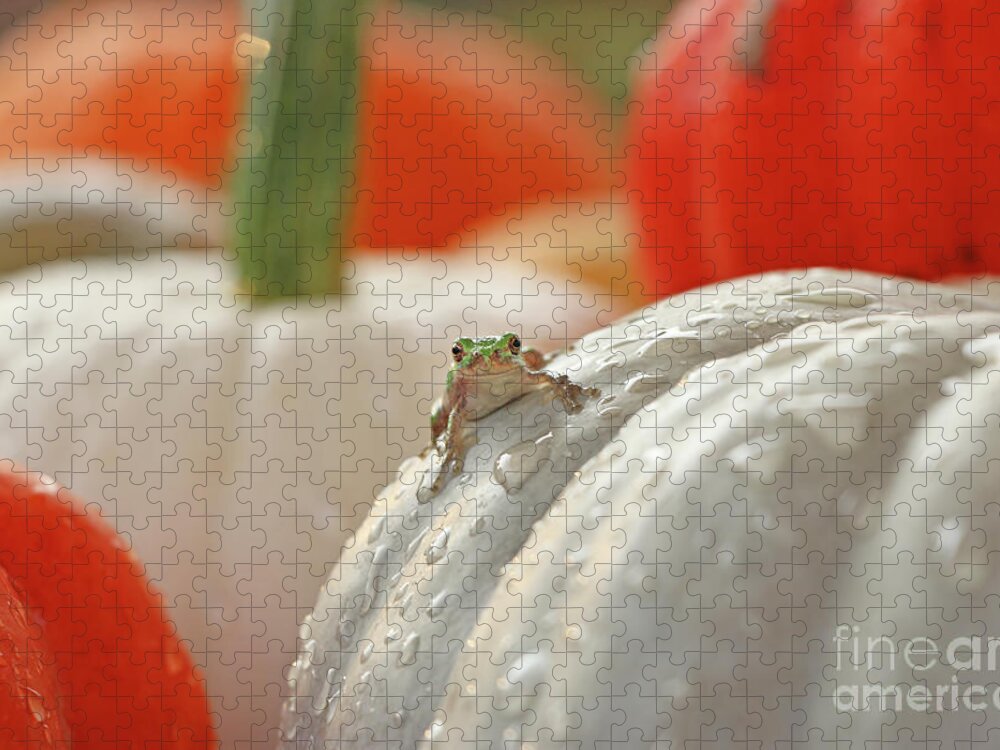Tree Frog Jigsaw Puzzle featuring the photograph Tree Frog 4616 by Jack Schultz