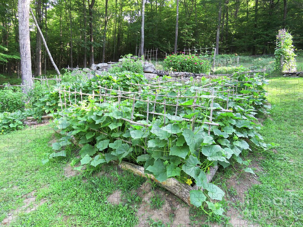Vegetable Garden Jigsaw Puzzle featuring the photograph Triangle Cucumber Garden. Late July Overview. The Victory Garden Collection. by Amy E Fraser