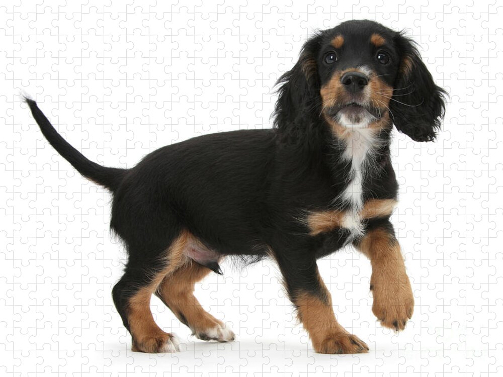 https://render.fineartamerica.com/images/rendered/default/flat/puzzle/images/artworkimages/medium/3/tricolour-working-cocker-spaniel-puppy-warren-photographic.jpg?&targetx=-14&targety=0&imagewidth=1028&imageheight=750&modelwidth=1000&modelheight=750&backgroundcolor=FFFFFF&orientation=0&producttype=puzzle-18-24&brightness=765&v=6