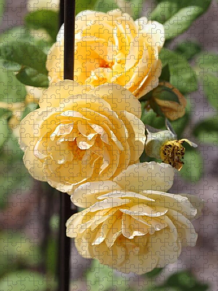Rose Jigsaw Puzzle featuring the photograph Triple Yellow Roses 2 by Mingming Jiang