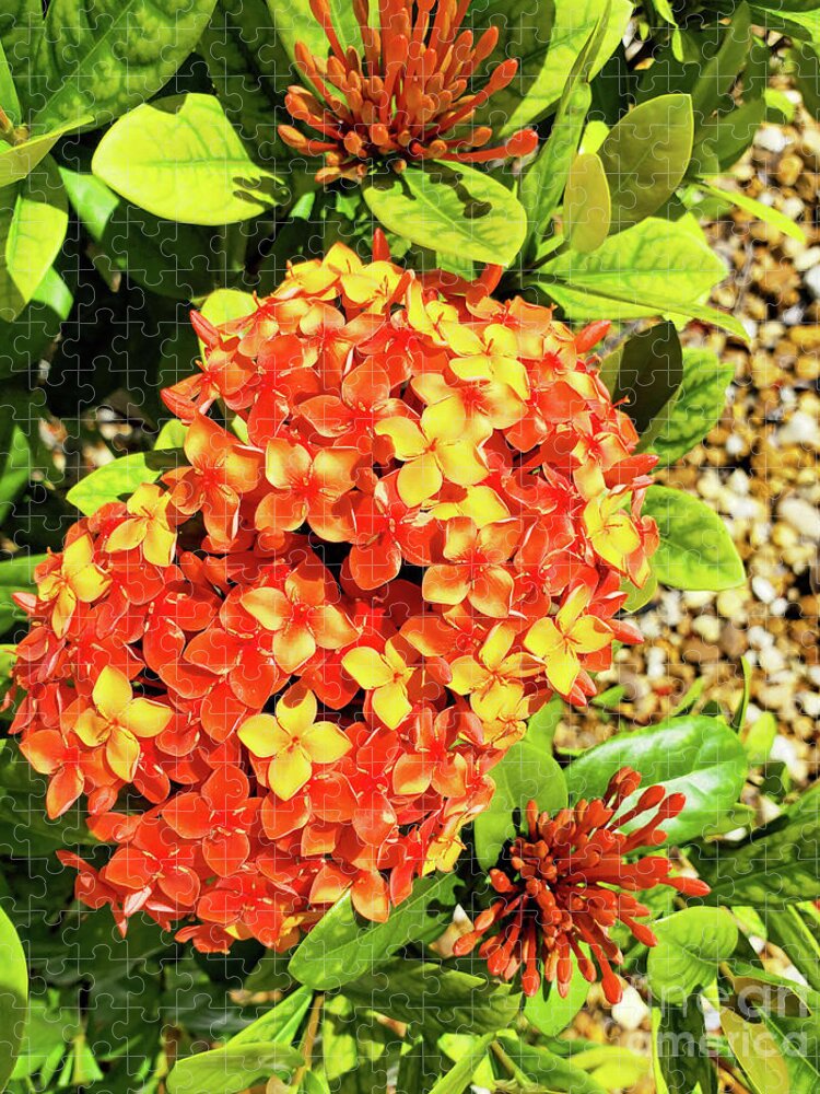Still Life Jigsaw Puzzle featuring the photograph Tropical Ixora Blooms by Sharon Williams Eng