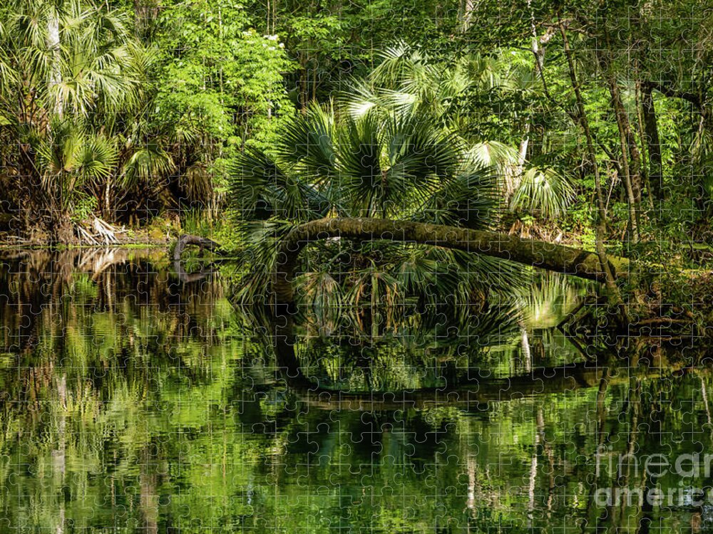 Ocala Jigsaw Puzzle featuring the photograph Tropical Oasis in Ocala by Elizabeth Dow