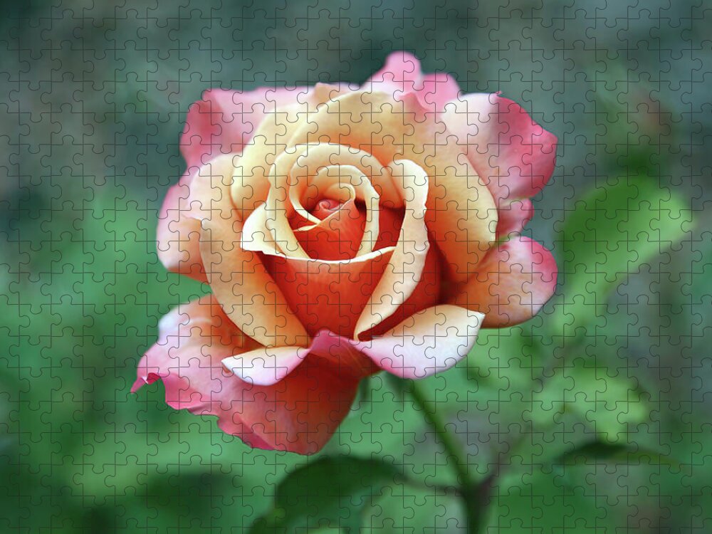Rose Jigsaw Puzzle featuring the photograph True Beauty by Gina Fitzhugh