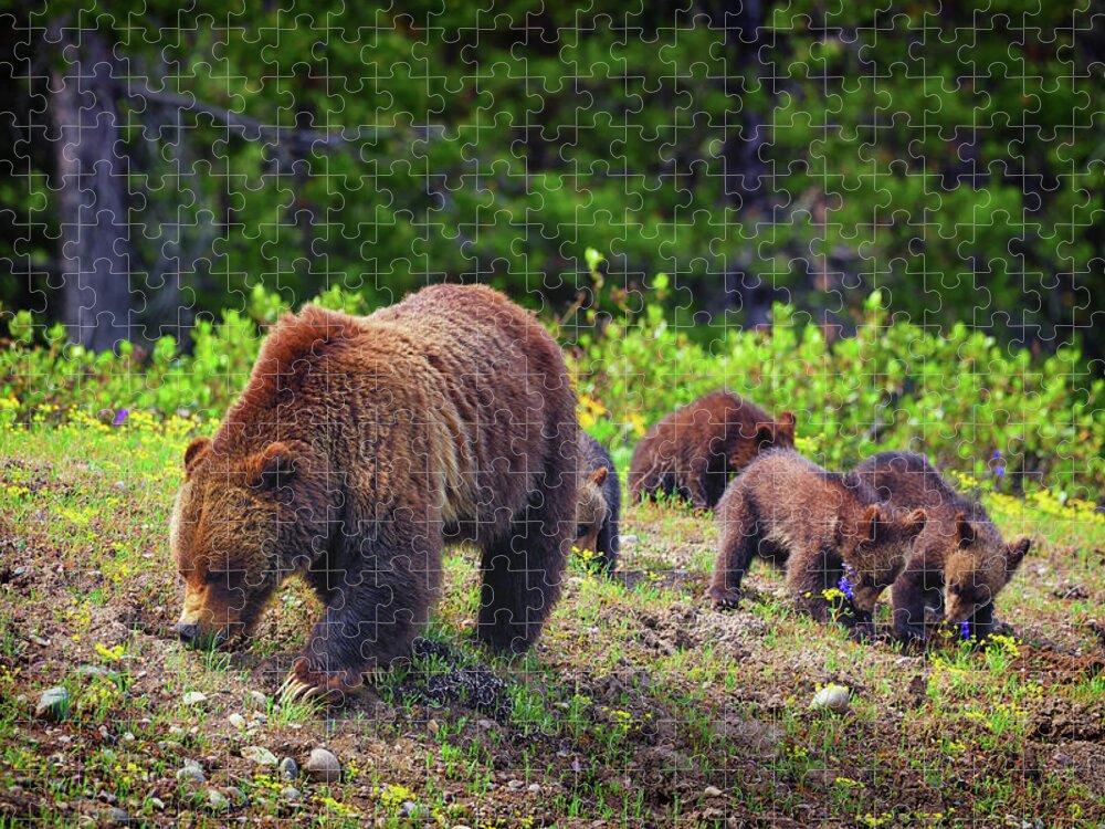 Grizzly Bear Jigsaw Puzzle featuring the photograph Try The Purple Ones by Greg Norrell