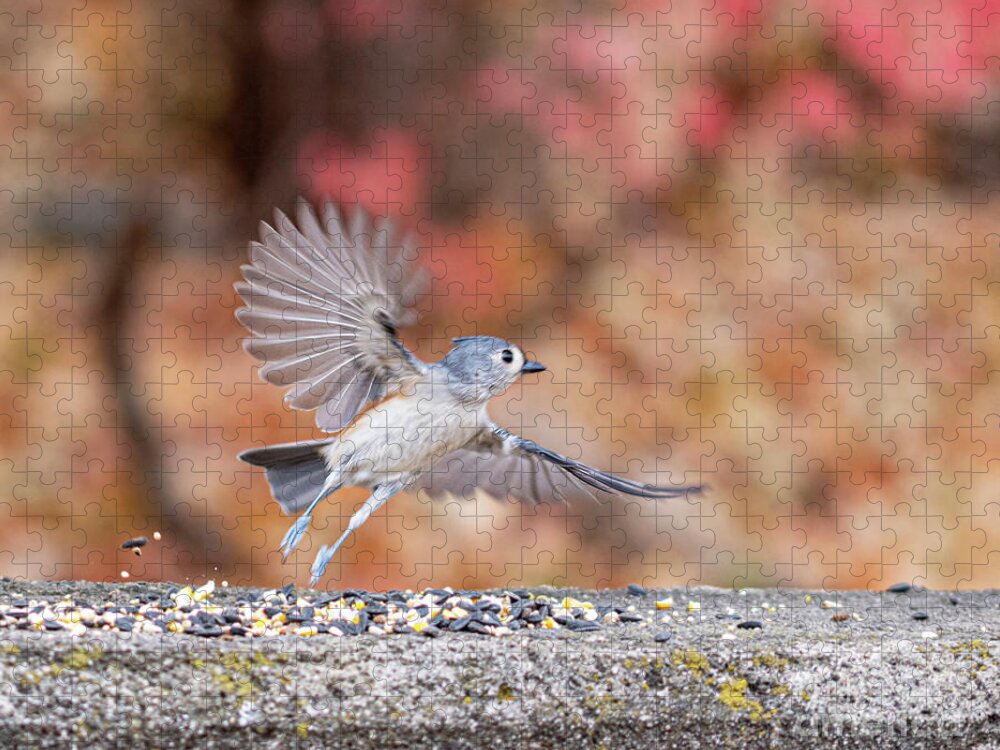  Little Gray Bird Jigsaw Puzzle featuring the photograph Tufted Titmouse in Flight by Ilene Hoffman