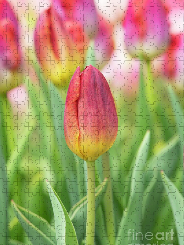 Tulip Jigsaw Puzzle featuring the photograph Tulip Amber Glow Flower by Tim Gainey