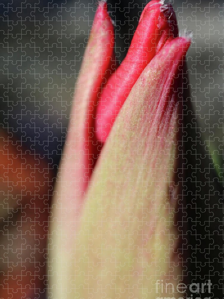 Tulip Jigsaw Puzzle featuring the photograph Tulip Awakening Kiss by D Lee