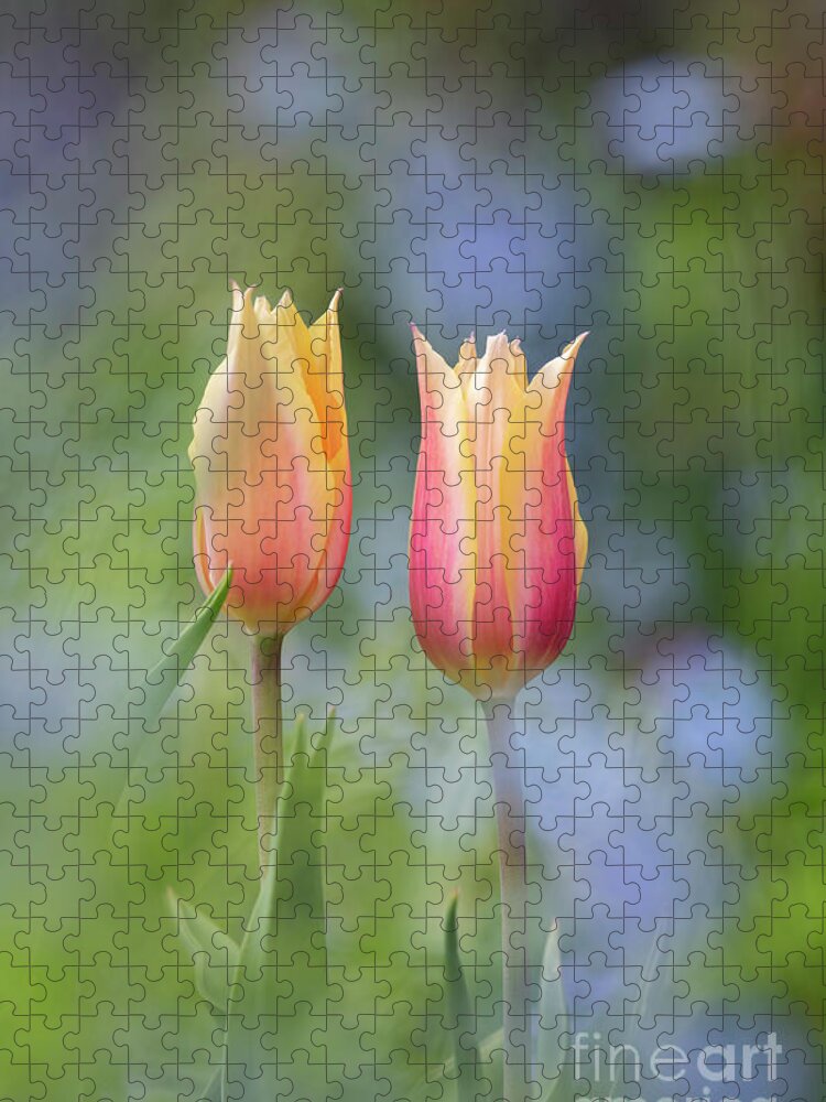 Tulip Jigsaw Puzzle featuring the photograph Tulip Blushing Lady by Tim Gainey
