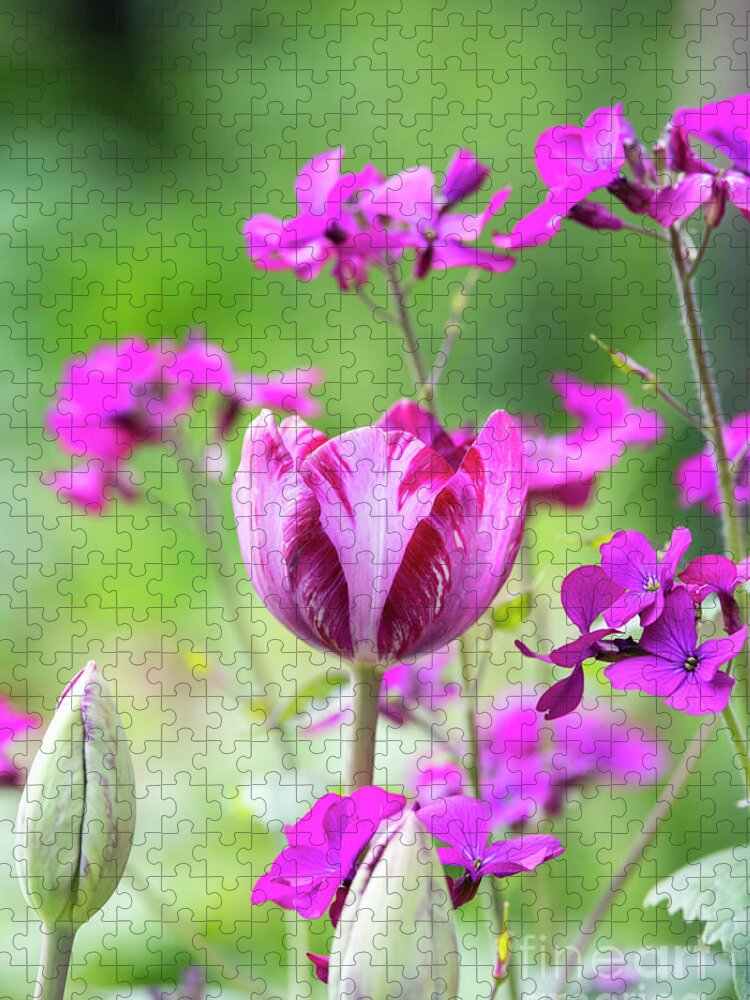 Tulip Jigsaw Puzzle featuring the photograph Tulip Columbine by Tim Gainey