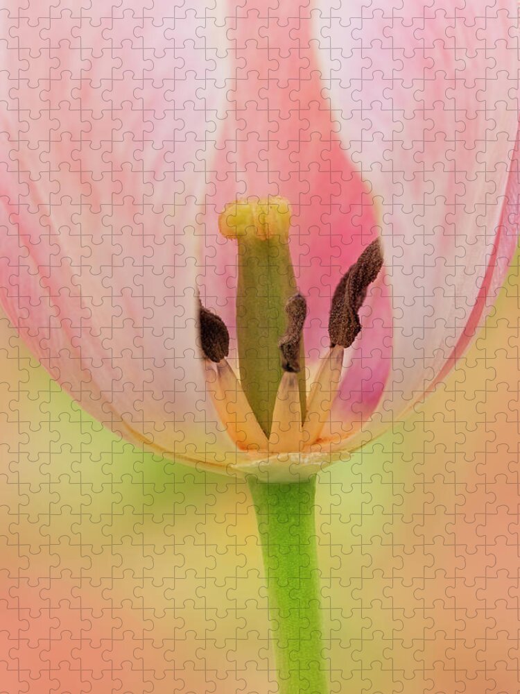 Tulip Jigsaw Puzzle featuring the photograph Tulip Exposure by Susan Candelario