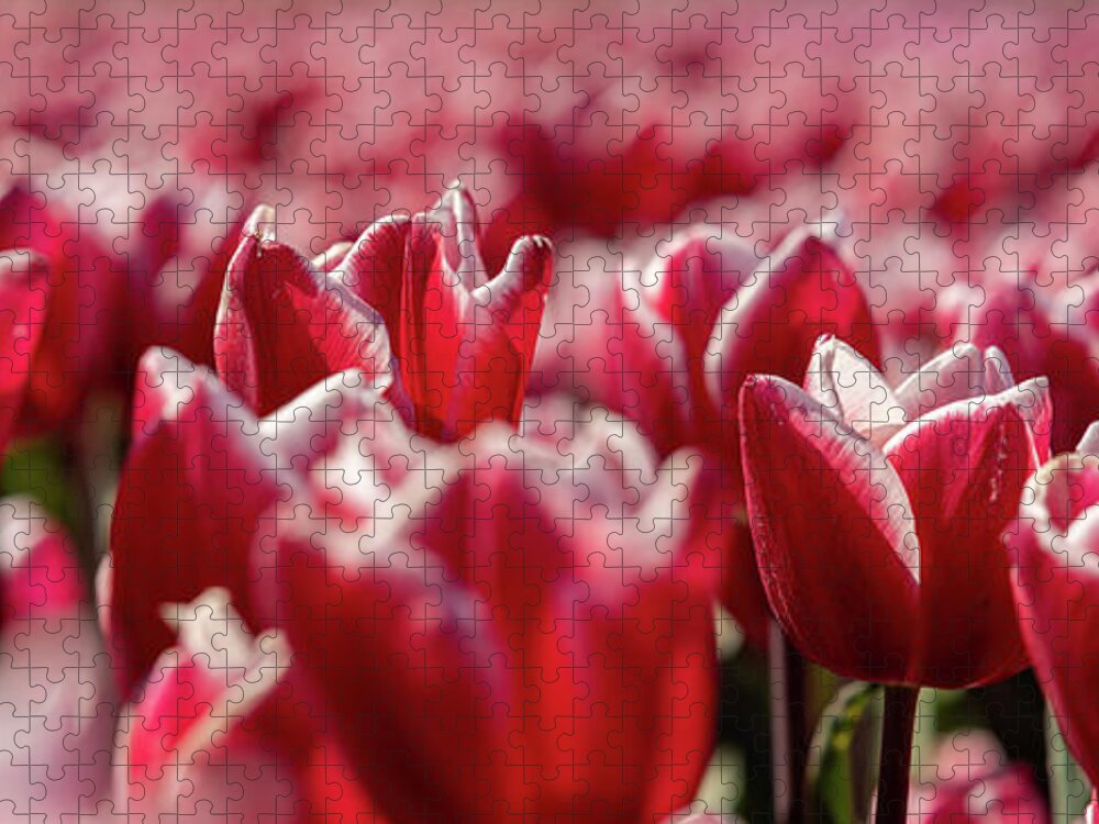 Tulip Jigsaw Puzzle featuring the photograph Tulip field by M Photographer