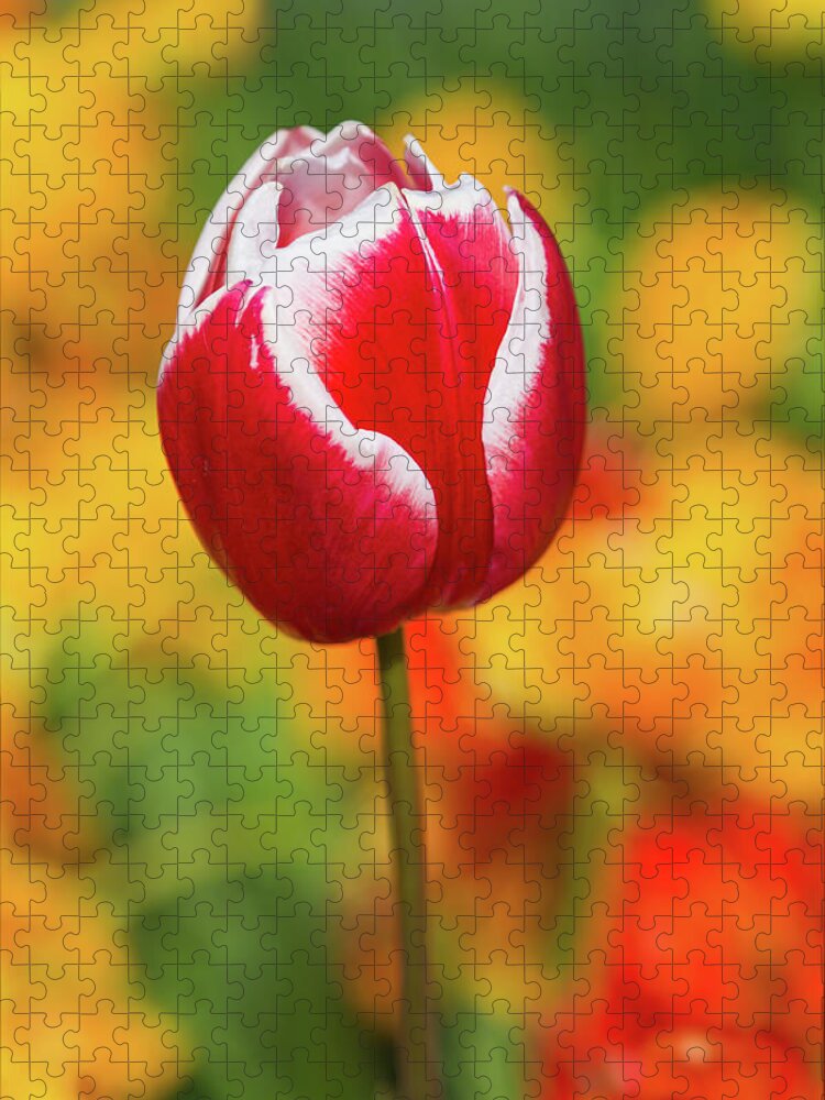 Europe Jigsaw Puzzle featuring the photograph Tulip by Jim Miller