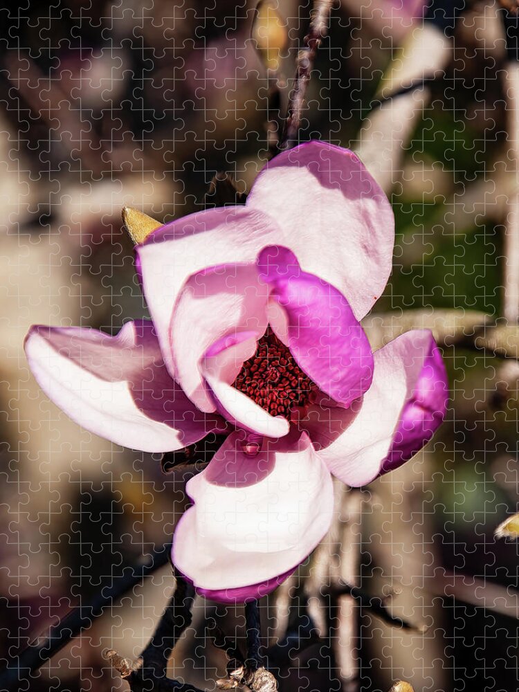 Tulip Magnolia Jigsaw Puzzle featuring the photograph Tulip Magnolia Flower by Flees Photos