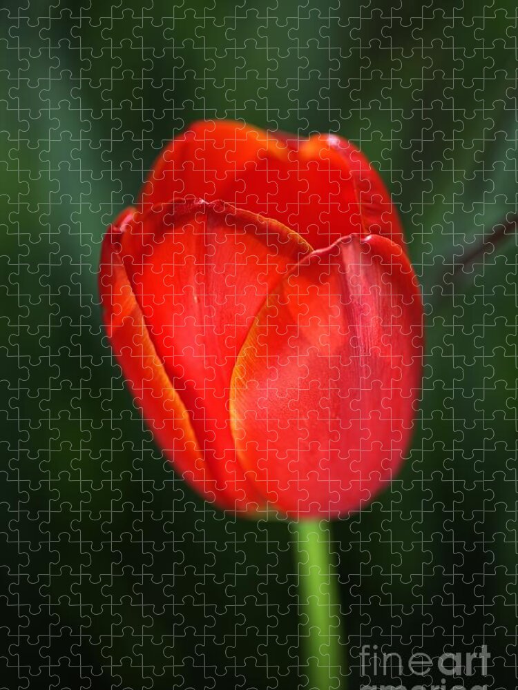 Tulip Jigsaw Puzzle featuring the photograph Tulip Red With A Hint Of Yellow by Joy Watson