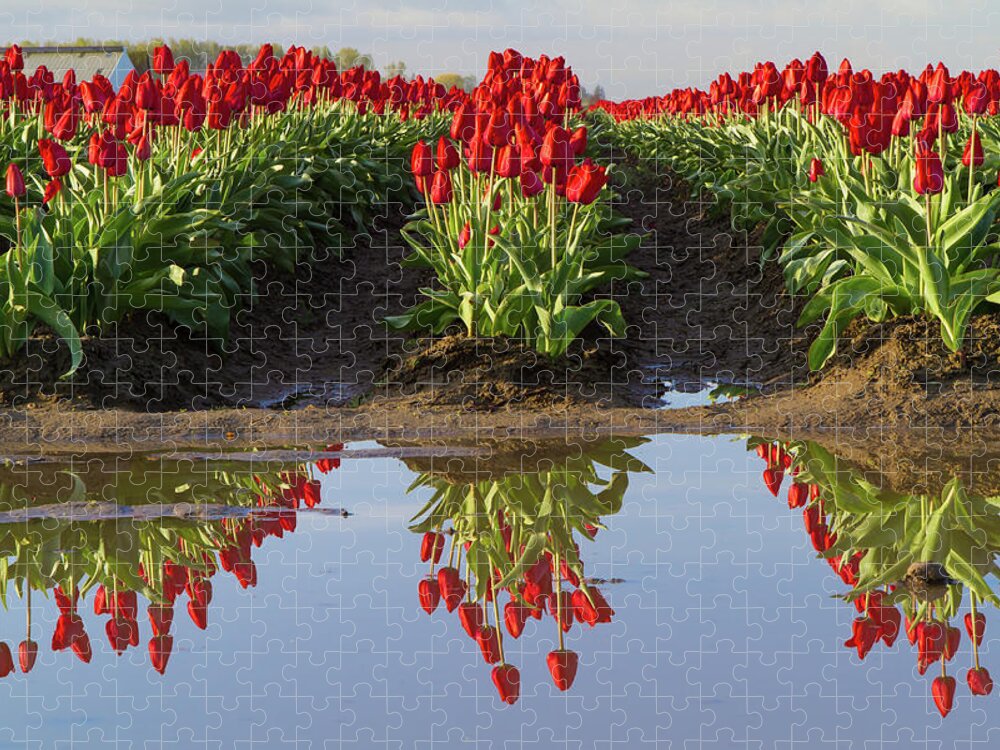 Tulips Jigsaw Puzzle featuring the photograph Tulip Reflection by Michael Rauwolf