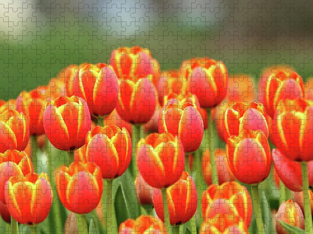 Nature Jigsaw Puzzle featuring the photograph Tulip Tiki Torches by Lens Art Photography By Larry Trager