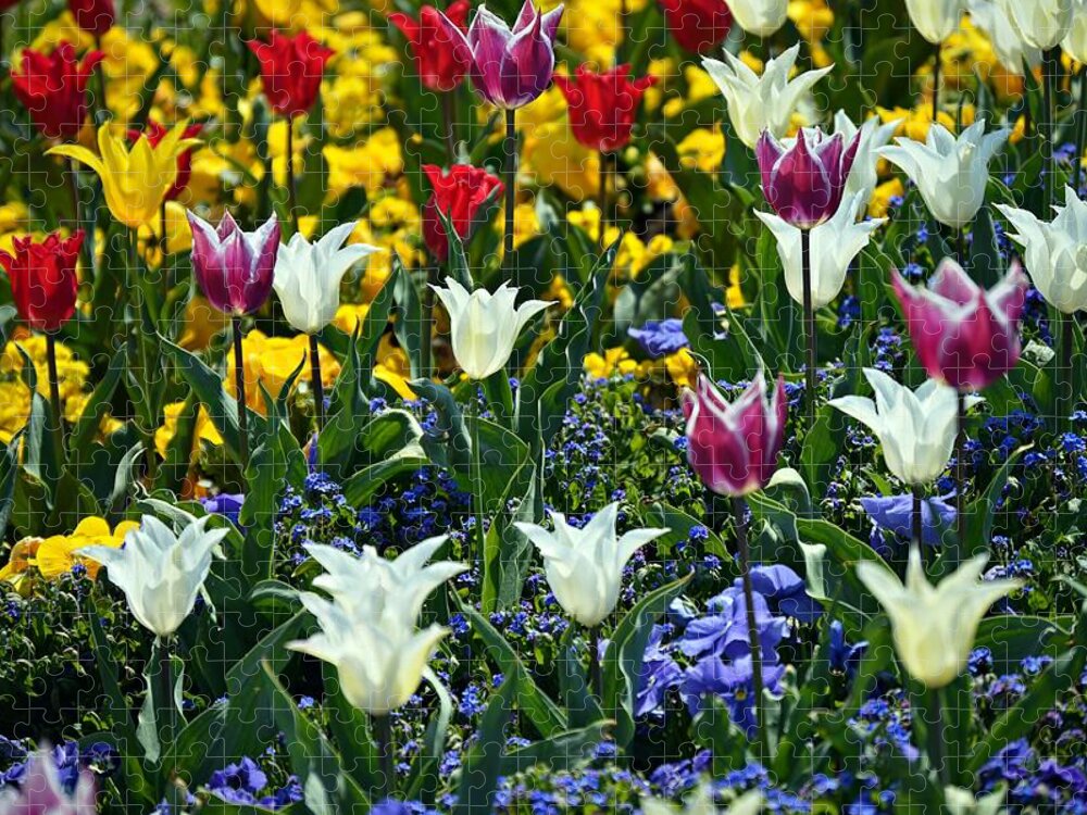Tulips Jigsaw Puzzle featuring the photograph Tulips by Thomas Schroeder