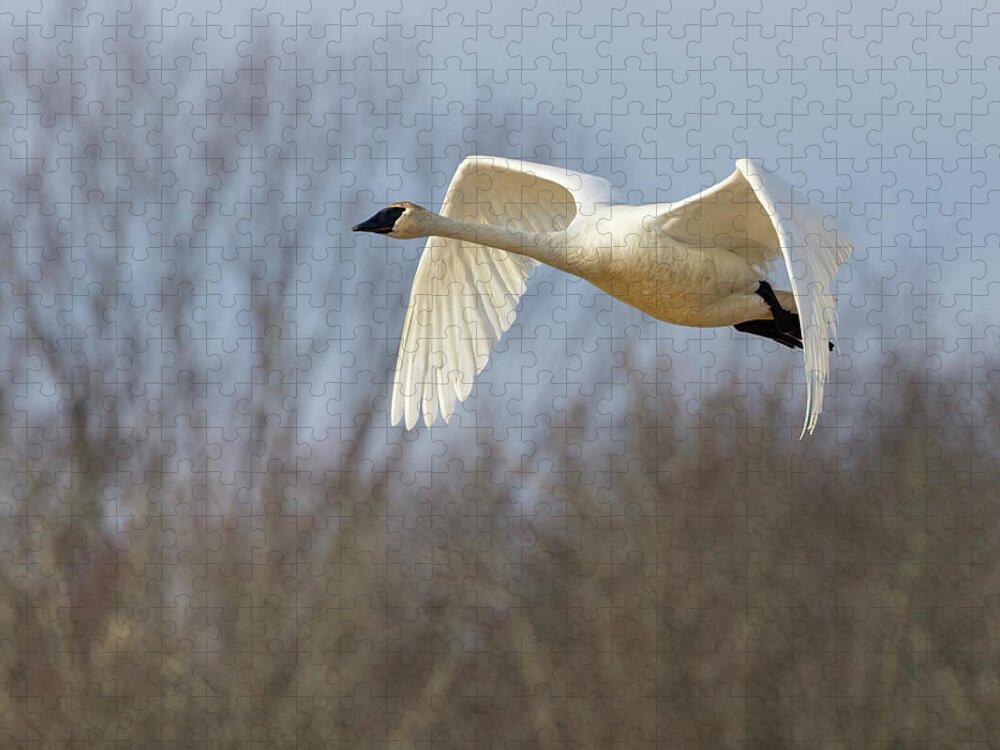 Swan Jigsaw Puzzle featuring the photograph Trumpeter Air by Art Cole