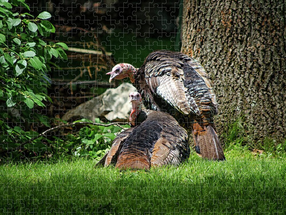 Wild Jigsaw Puzzle featuring the photograph Pair of Wild Turkeys by Steven Nelson