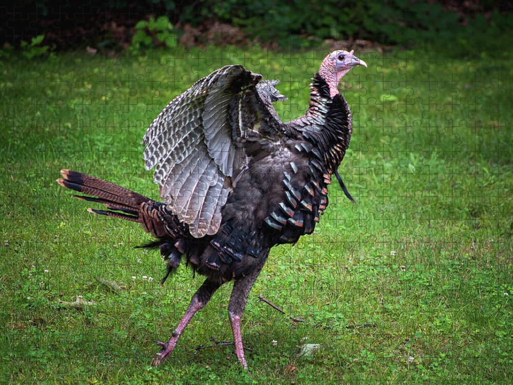 Turkey Jigsaw Puzzle featuring the photograph Turkey Strut by Steven Nelson