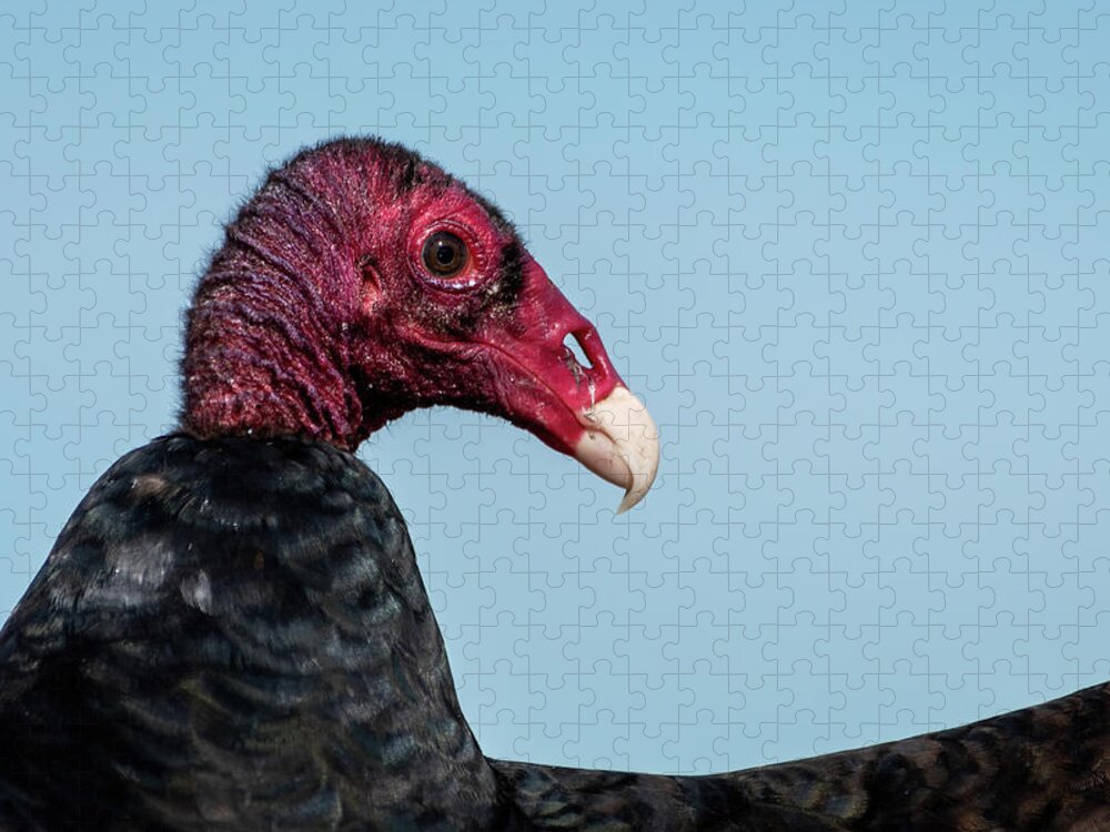 Turkey Vulture Jigsaw Puzzle featuring the photograph Turkey Vulture Closeup by Bradford Martin