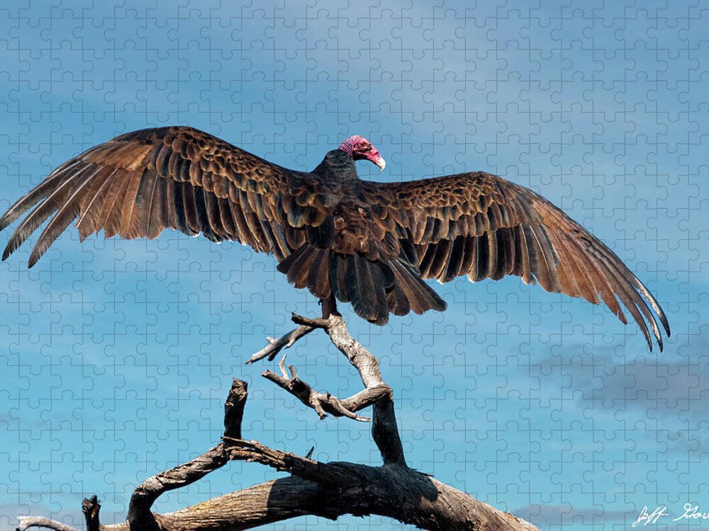Adult Jigsaw Puzzle featuring the photograph Turkey Vulture Perched in a Dead Tree by Jeff Goulden