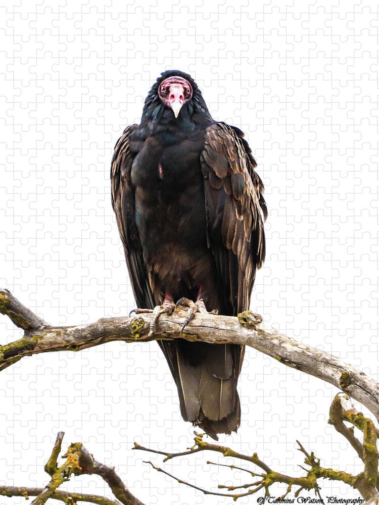 Birds Jigsaw Puzzle featuring the photograph Turkey Vulture by Tahmina Watson