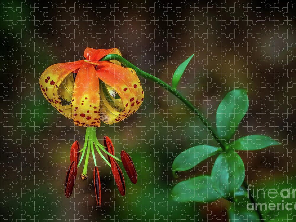 Lily Jigsaw Puzzle featuring the photograph Turks Cap Lily by Shelia Hunt