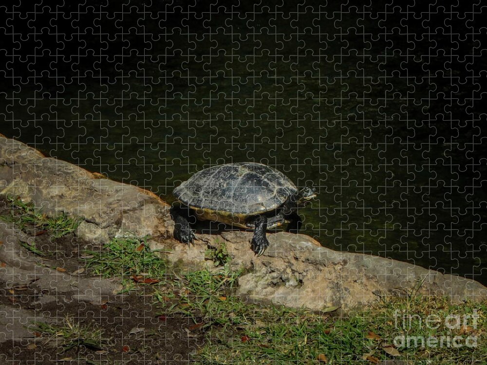 Turtle Jigsaw Puzzle featuring the photograph Turtle in the Sun by Judy Hall-Folde
