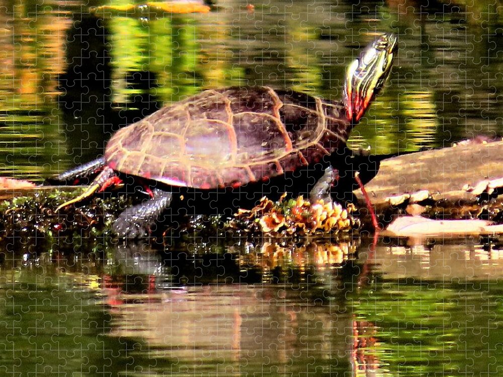Turtles Jigsaw Puzzle featuring the photograph Turtle Sunning Itself in Autumn by Linda Stern
