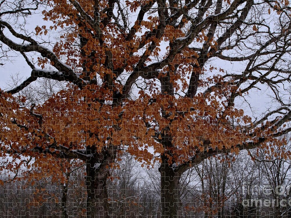 Oak Jigsaw Puzzle featuring the photograph Twin Oaks by Randy Pollard