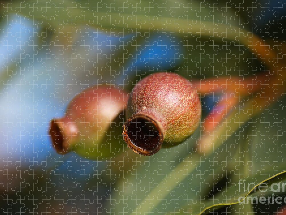 Corymbia Ficifolia Jigsaw Puzzle featuring the photograph Two Australian Gumnuts by Joy Watson