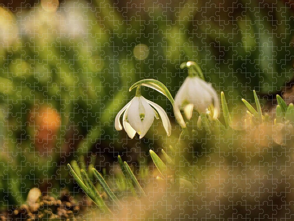 Galanthus Nivalis Jigsaw Puzzle featuring the photograph Galanthus nivalis at spring by Vaclav Sonnek